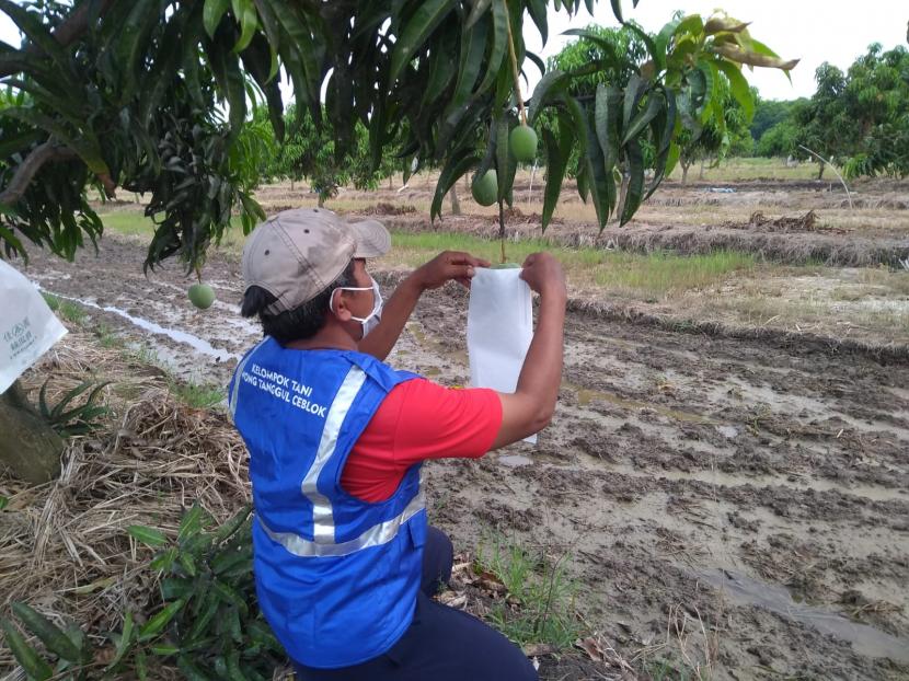 Seorang petani sedang melakukan pembungkusan buah agrimania di Mangoe Center Kelurahan Karanganyar, Kecamatan Kabupaten Indramayu, Ahad (24/10). Pembungkusan dilakukan untuk melindungi buah dari serangan hama.