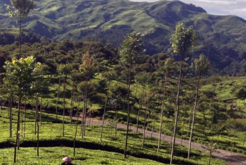 Seorang petani sedang memetik daun teh di Perkebunan Teh Dewata yang berada di ketinggian 1.800 mdpl.