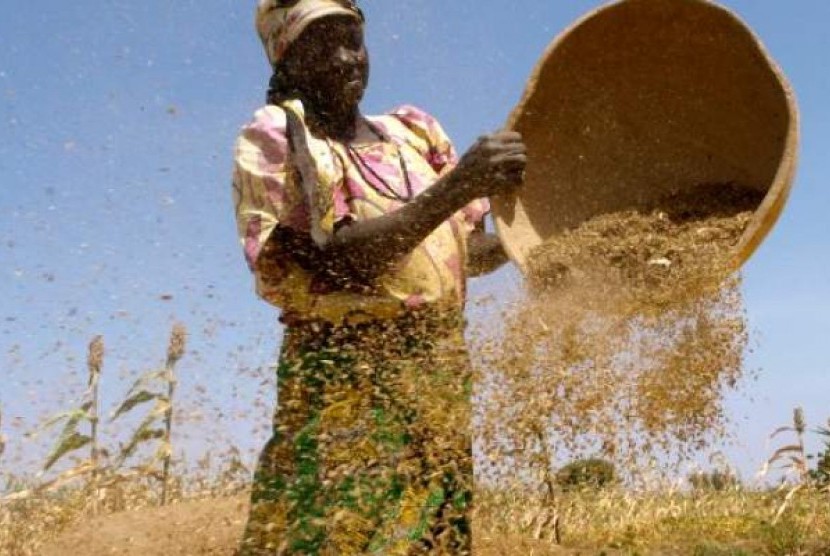 Seorang petani sorghum Nigeria 