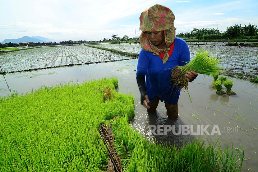 Seorang petani tengah memanen benih padi di sawahnya , Jalan Rancasagatan, Kecamatan Gedebage, Kota Bandung, Rabu (21/12). Berdasarkan Dinas Pertanian dan Ketahanan Pangan Kota Bandung saat ini terdapat 900 hektare sawah dan 32,8 hektare lahan sawah abadi 