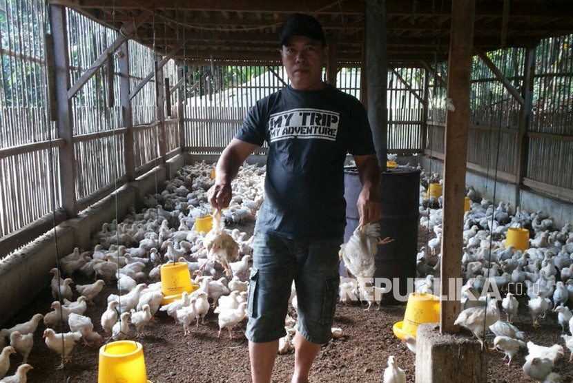 Peternak terpukul dua kali: biaya produksi terus naik, harga jual produk kerap rendah. Foto: Seorang peternak ayam potong di Desa Danasari, Kecamatan Cisaga, Kabupaten Ciamis. 