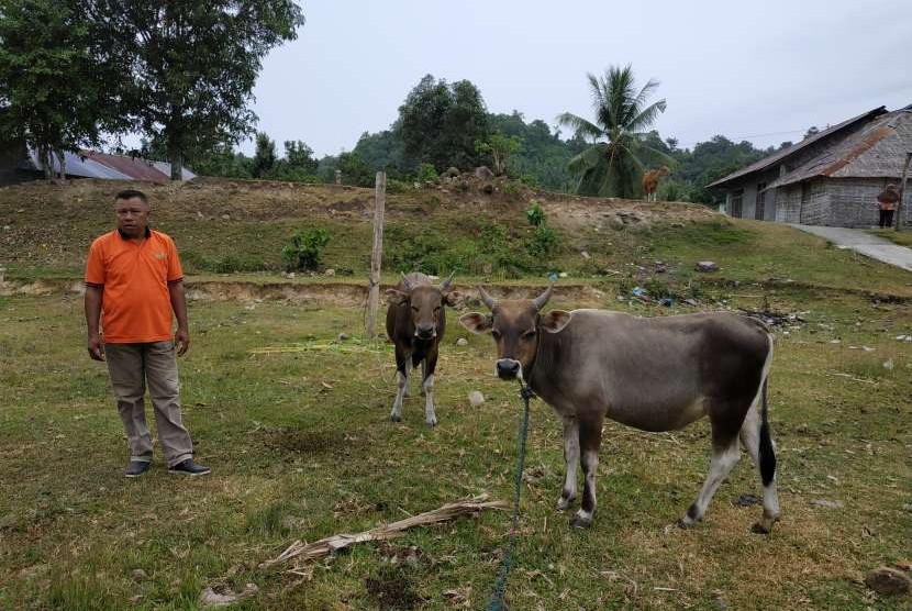 Seorang peternak di Desa Tafasoho, Kecamatan Malifut, Kecamatan Halmahera Utara, Maluku Utara, sedang bersama hewan ternak miliknya.