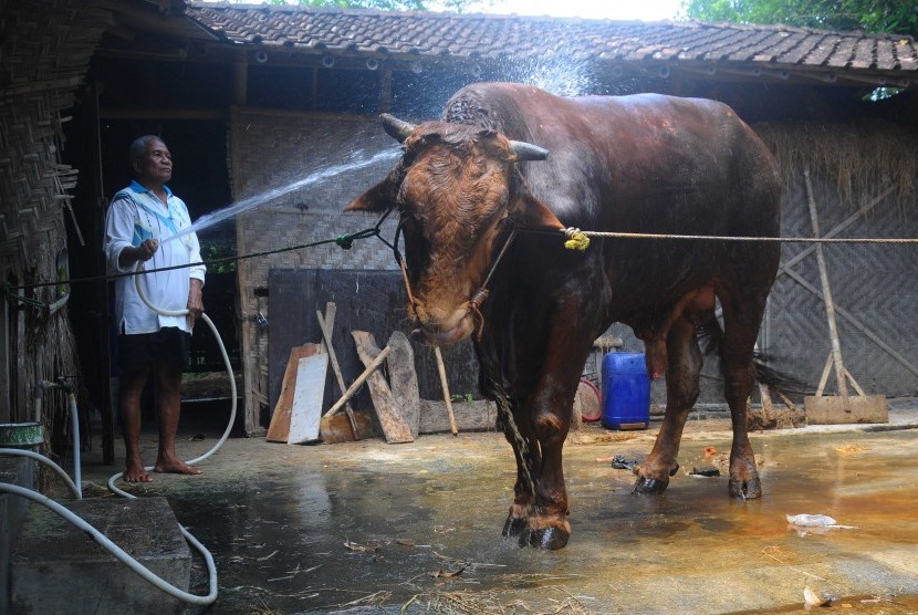 Seorang peternak memandikan sapinya yang dipelihara di Menjing, Pandeyan, Ngemplak, Boyolali, Jawa Tengah, Jumat (2/9).