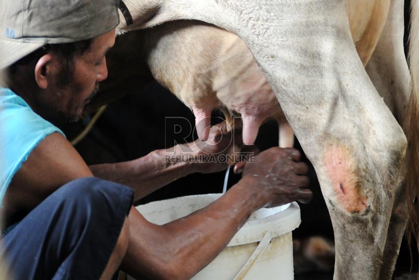 Seorang peternak memerah susu sapi di sebuah peternakan di Jakarta, Rabu (17/4).   (Republika/Aditya Pradana Putra)