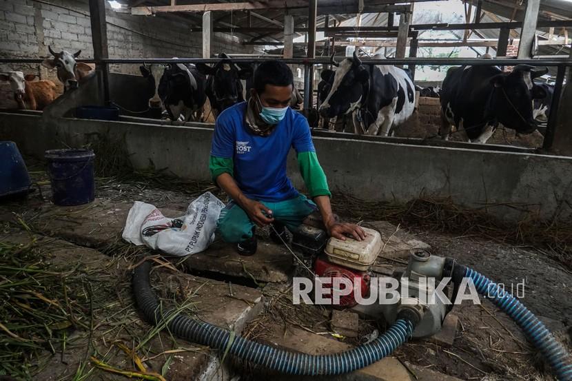 Seorang peternak menyedot limbah kotoran sapi untuk diproses menjadi biogas di kandang sapi. (Ilustrasi)