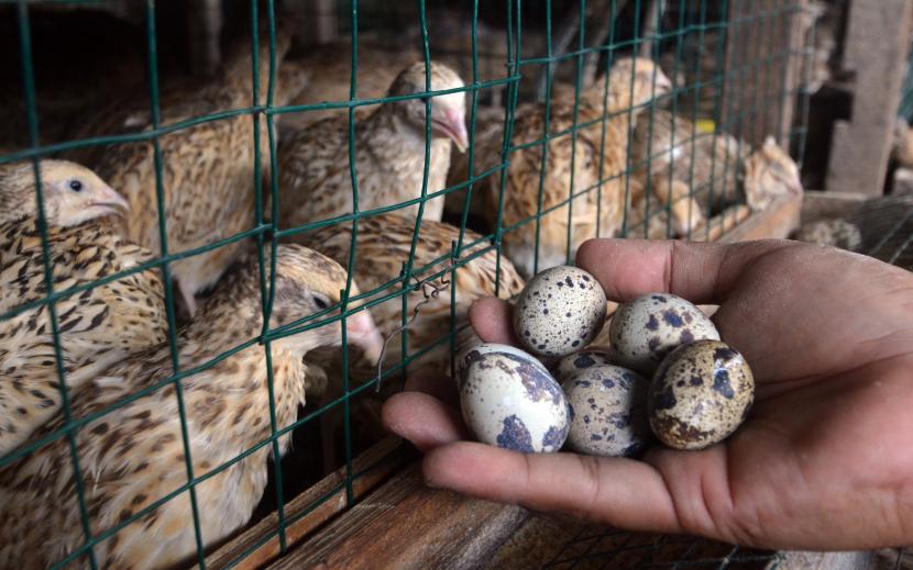 Seorang peternak Yalismawati, mengumpulkan telur hasil usaha ternak burung puyuhnya yang dimodali menggunakan Kredit Usaha Rakyat (KUR). Menteri Koperasi dan Usaha Kecil Menengah (UKM) Teten Masduki mengapresiasi penyaluran program Kredit Usaha Rakyat (KUR) di Provinsi Lampung yang telah mencapai Rp 5,27 triliun.