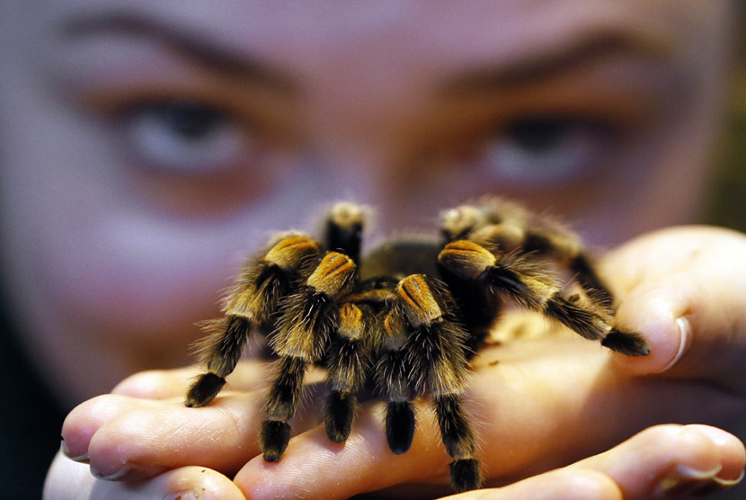 Empat jenis laba-laba paling berbahaya di dunia. (Ilustrasi)(AP/Kirsty Wigglesworth)