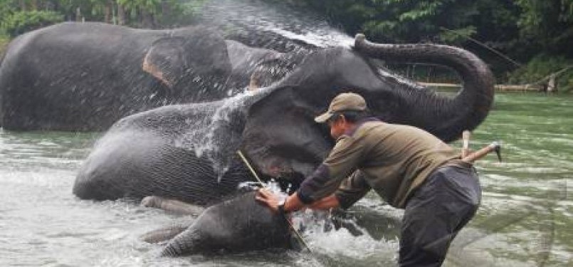 Seorang petugas memandikan seekor gajah Sumatera di sungai.