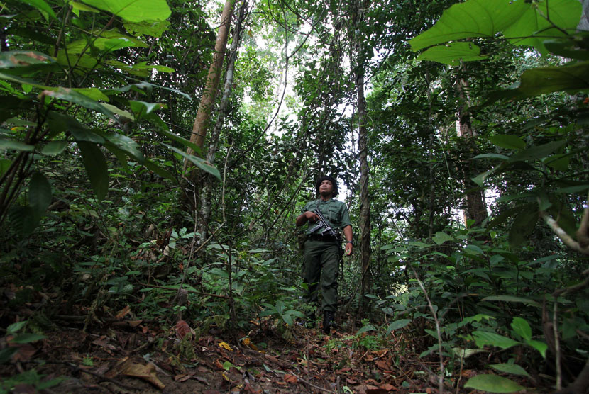 Seorang polisi hutan lengkap dengan senjatanya melakukan patroli dan pengawasan rutin kondisi hutan. (ilustrasi) 