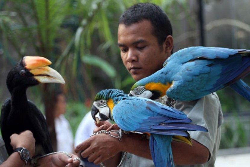 Seorang pria memegang tiga burung pada pembukaan wisata taman burung kebun binatang Gembira Loka Yogyakarta, Sabtu (3/8). Gembira Loka membuka lokasi baru, yaitu wisata taman burung yang menyediakan 64 jenis burung terdiri dari 348 ekor. 