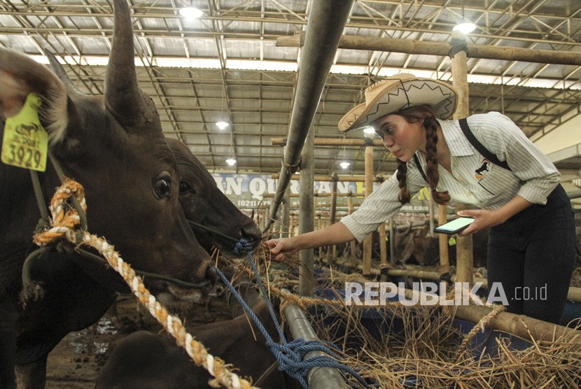Seorang sales promotion girl (SPG) memeriksa sapi kurban di Depok, Jawa Barat, Kamis (1/8/2019).