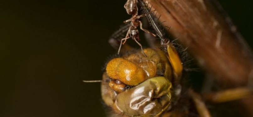 Seorang semut tengah memakan bangkai seekor capung.