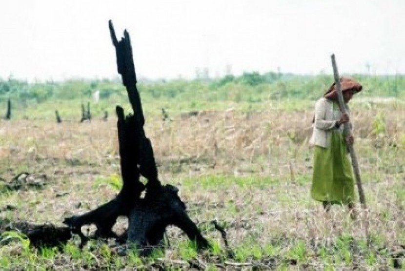 Seorang transmigran sedang bercocok tanam di tanah yang tandus. (ilustrasi)