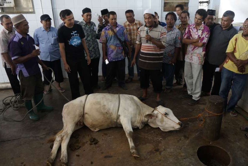 Seorang tukang sembelih hewan menunjukkan cara menyembelih hewan sapi yang akan dikurbankan 
