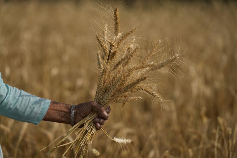 Seorang wanita memanen gandum di pinggiran Jammu, India, Kamis, 28 April 2022. Pemerintah India akan membagikan biji-bijian gratis kepada sekitar 800 juta orang selama satu tahun.