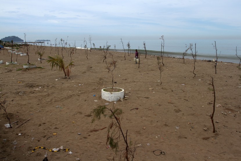 Seorang warga berada diantara pohon yang ditanam di sepanjang Pantai Padang, Sumatera Barat, Selasa (26/3/2019).