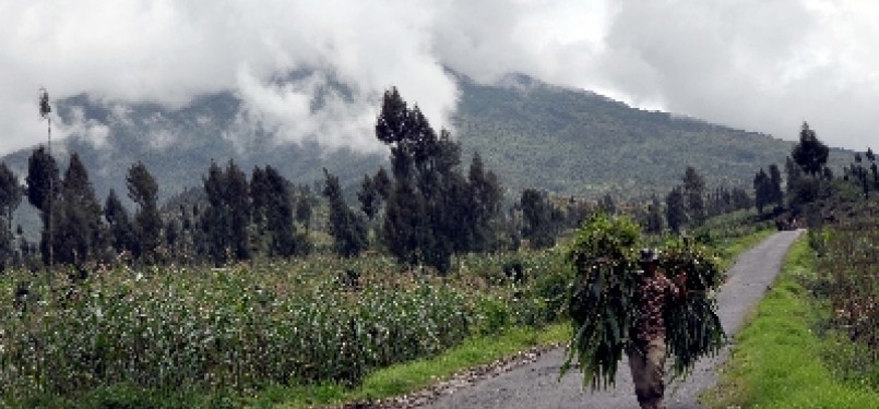  Seorang warga berjalan memikul rumput berlatar belakang Gunung Sindoro yang tertutup kabut di kawasan lereng Gunung Sindoro Desa Canggal, Candiroto, Temanggung, Jateng.