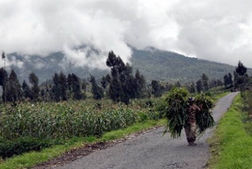 Seorang warga berjalan memikul rumput berlatar belakang Gunung Sindoro yang tertutup kabut di kawasan lereng Gunung Sindoro Desa Canggal, Candiroto, Temanggung, Jateng.