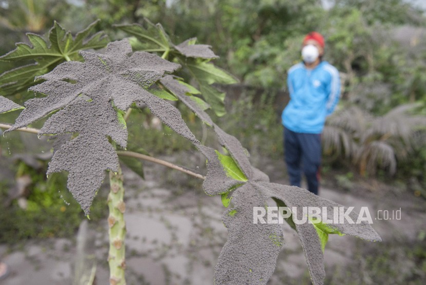 Seorang warga melihat tanaman di kebunnya yang tertutup abu letusan Gunung Agung, di Desa Jungutan, Karangasem, Bali, Ahad (26/11). 