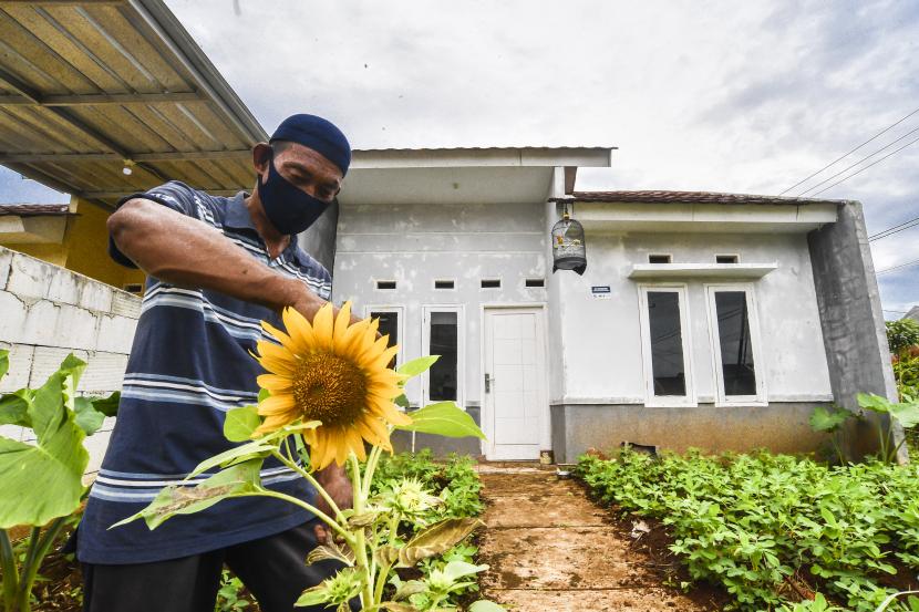 Seorang warga memanen bunga matahari di kawasan perumahan. PT Bank Oke Indonesia Tbk menawarkan fasilitas kredit tanpa agunan (KTA) sebesar Rp 200 juta. Adapun KTA bisa digunakan berbagai keperluan debitur, salah satunya sebagai tambahan untuk membeli rumah.