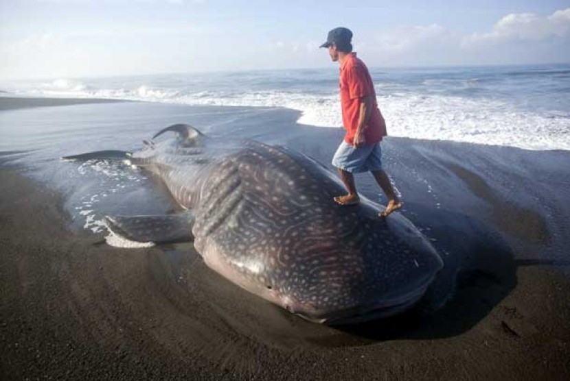   Seorang warga menaiki seekor hiu paus (Whale Shark) yang terdampar dan mati di Pantai Baru, Srandakan, Bantul, Kamis (2/8). 