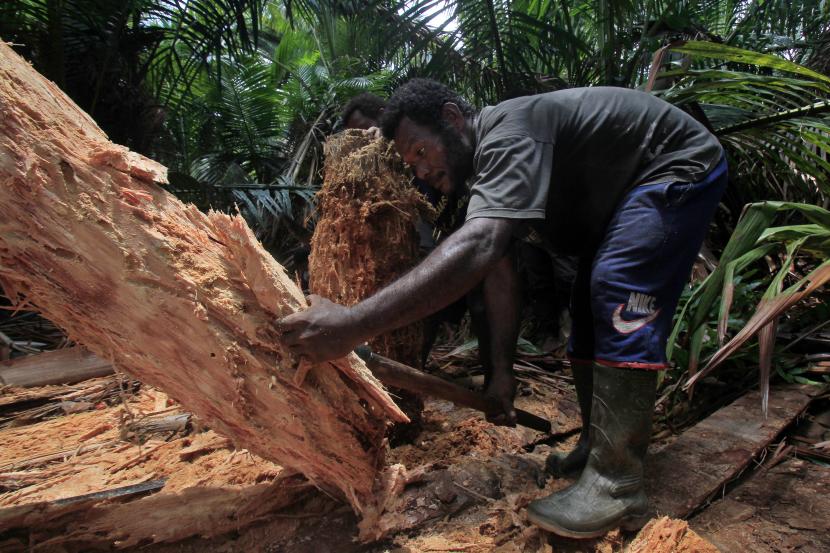 Seorang warga mencari ulat dari batang pohon sagu tua di Kampung Yoboi, Distrik Sentani, Kabupaten Jayapura, Sabtu (8/10/2022) (ilustrasi). Strategi pengentasan kemisikan dapat dilakukan melalui peningkatan ketahanan pangan lokal secara menyeluruh di Provinsi Papua Barat.