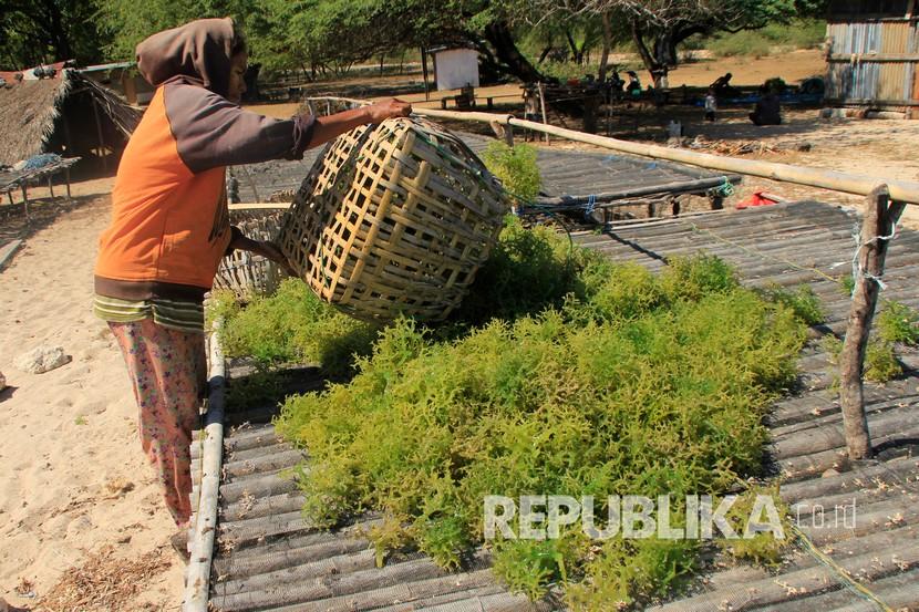 Seorang warga menjemur rumput laut yang baru selesai dipanen di Pantai Aircina, Kecamatan Kupang Barat, Kabupaten Kupang , NTT.