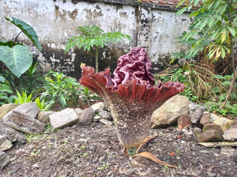Seorang warga menunjukkan bunga bangkai yang tumbuh di halaman belakang pabrik tepung tapioka miliknya di Kampung Kebon Kelapa, Kelurahan Mulyasari, Kecamatan Tamansari, Kota Tasikmalaya, Rabu (2/11/2022). Bunga Bangkai di Tasikmalaya Bukan Rafflesia Arnoldii