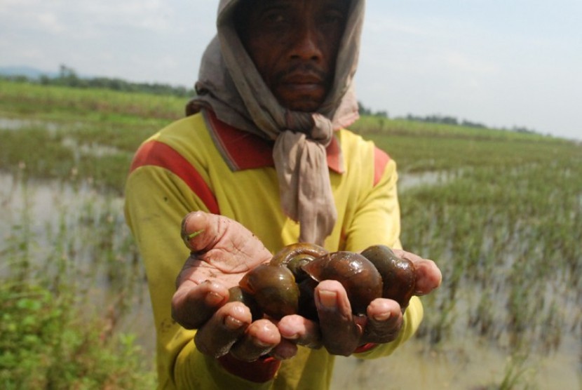 Seorang warga menunjukkan keong emas yang menjadi hama padi di Desa, Ngadudero, Sukolilo, pati, Jateng, Rabu (1/2). Warga memanfaatkan hama keong untuk lauk pauk yang dijual dengan harga Rp 4 ribu per kilogram.