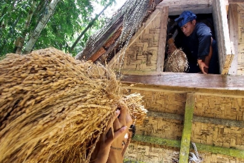 Seorang warga suku Baduy Luar mengambil padi di dalam lumbung padi di Kampung Gajeboh, Lebak, Banten, Sabtu (21/3). 
