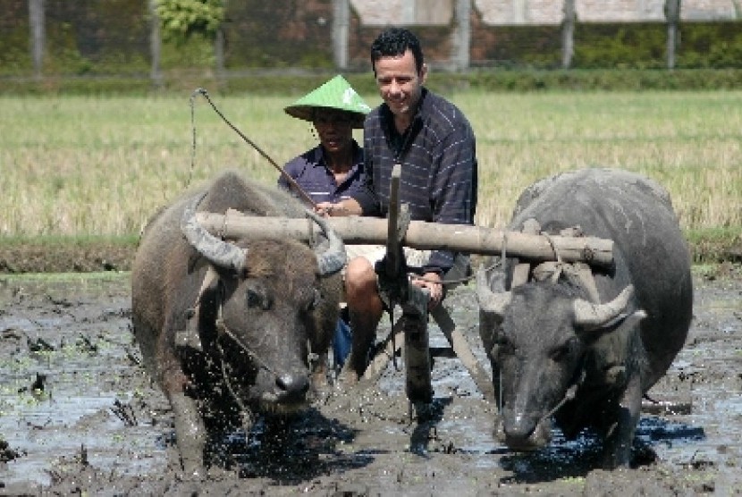 Seorang wisatawan mancanegara menikmati wisata pertanian dengan membajak sawah di Desa Wisata Kebonagung, Imogiri, Bantul, Yogyakarta.