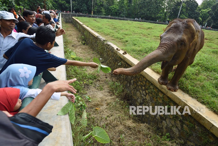 Seorang wisatawan memberi pakan daun kepada seekor gajah sumatra (Elephas maximus sumatranus) di Taman Margasatwa Ragunan (TMR), Jakarta Selatan. (Ilustrasi)