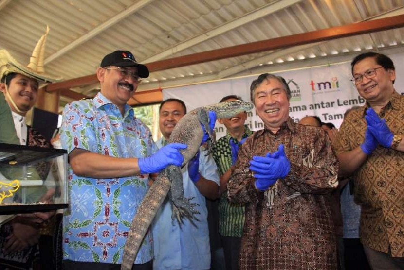 Sepasang Komodo (Varanus komodoensis ) jantan dan betina berusia satu tahun hasil penangkaran satwa langka endemik Indonesia Taman Safari Bogor akan dihibahkan kepada Taman Mini Indonesia Indah (TMII). 