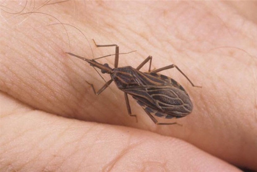  Serangga kissing bug yang menularkan parasit Trypanosoma cruzi penyebab penyakit Chagas.