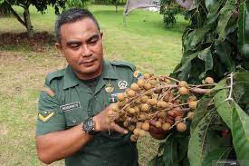 Serda Mugianto dan kebun buah lengkennya.