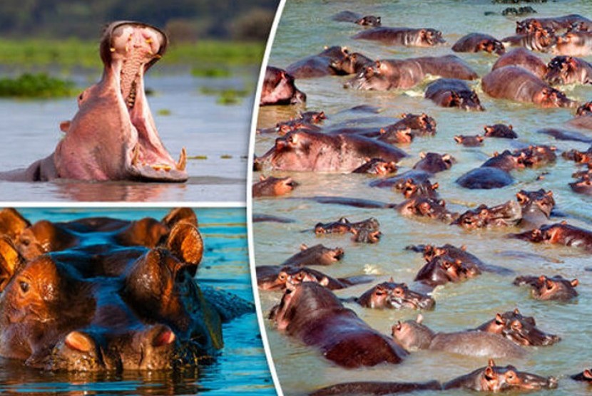 Serengeti Hippo Pool