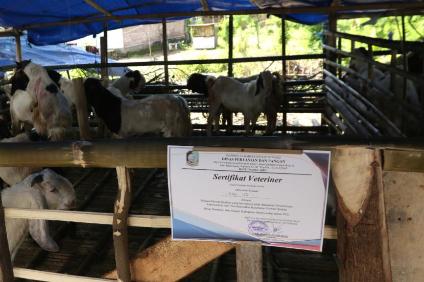 Sertifikat kesehatan hewan diberikan kepada pedagang setelah dilakukan pemeriksaan kesehatan oleh Dinas Pertanian dan Pangan Banyuwangi, Jawa Timur, Rabu (14/7/2021). Pemeriksaan itu dilakukan untuk memastikan hewan yang dijual pedagang itu layak untuk dijadikan hewan kurban sesuai syariat Islam. (ilustrasi)