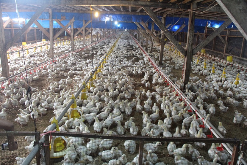 Setelah beberapa bulan mengalami tekanan harga, kini peternak ayam mandiri perlahan dapat menikmati harga ayam hidup (live bird) yang baik. Bahkan di beberapa daerah sudah sesuai harga acuan pemerintah, yaitu di tingkat peternak Rp 19 ribu hingga Rp 21 ribu