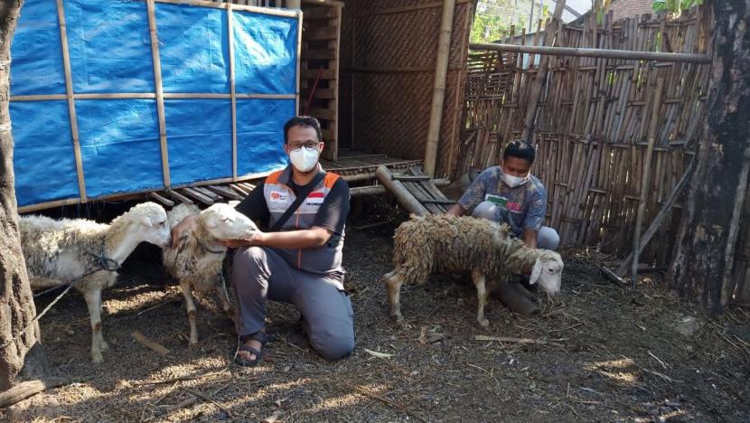 Setelah sukses dengan penjualan kambing di musim qurban kemarin, Badan Usaha MilikMasyarakat (BUMMas) Jepang Berdaya binaan Rumah Zakat kini mencoba untuk melirik pembiakan domba. Hal itu mulai dilakukan dimana BUMMas Jepang Berdaya telah membeli indukan domba dan anakan domba, Jum’at (6/8).