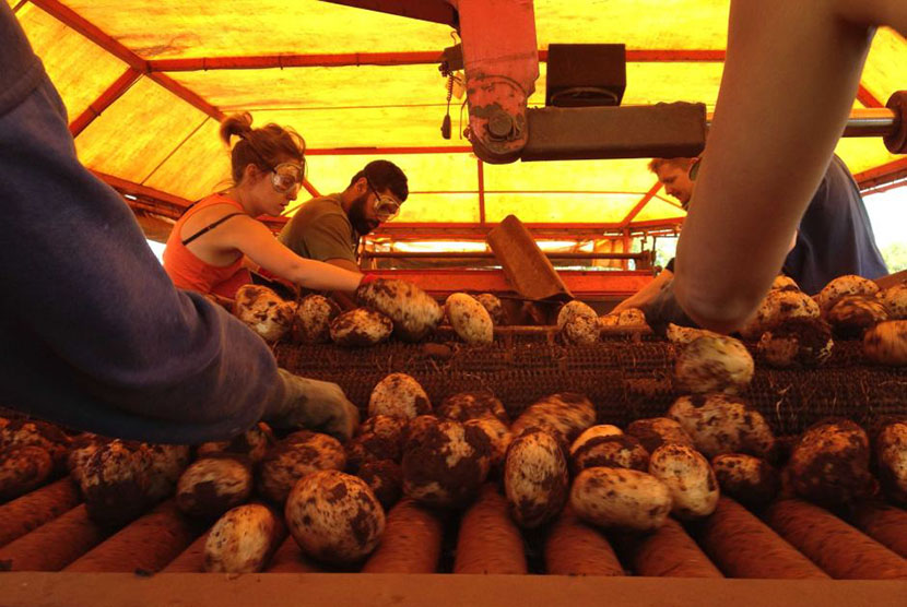 Setiap tahun 20-30 persen panen kentang ditolak oleh supermarket.