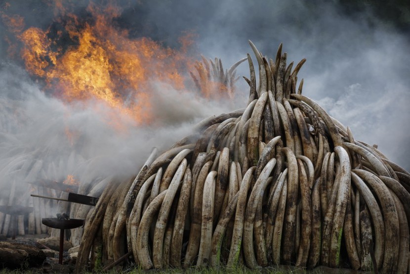 Setumpukan gading gajah dibakar di Taman Nasional Nairobi, Kenya, April lalu. Pembakaran dilakukan untuk mencegah aksi pembunuhan gajah ilegal.