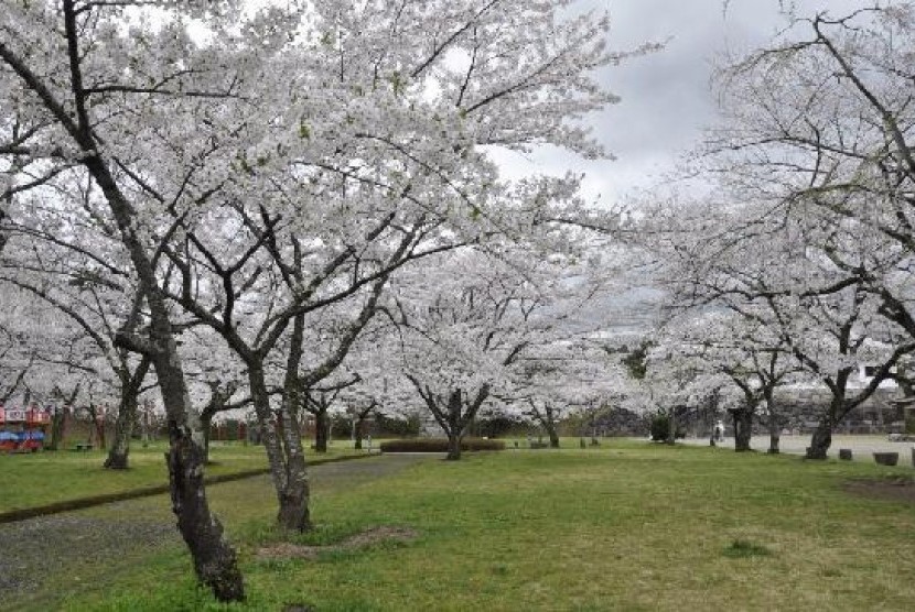 Musim semi di Shiroishi 