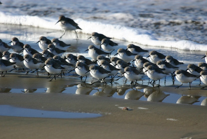 Shorebird