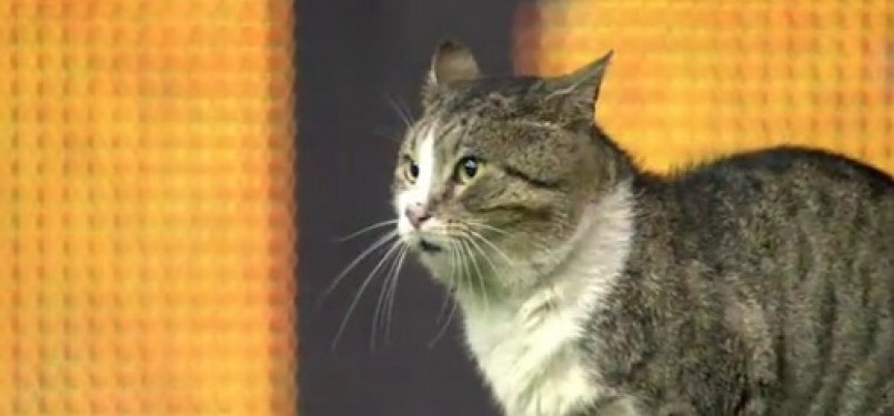 Si 'Anfield Cat' dalam pertandingan Liverpool Vs Tottenham Hotspur di Stadion Anfield