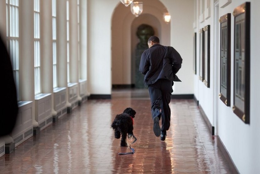 Obama berlari bersama anjing keluarga 'Bo' di koridor Colonnade Timur, Gedung Putih/ilustrasi