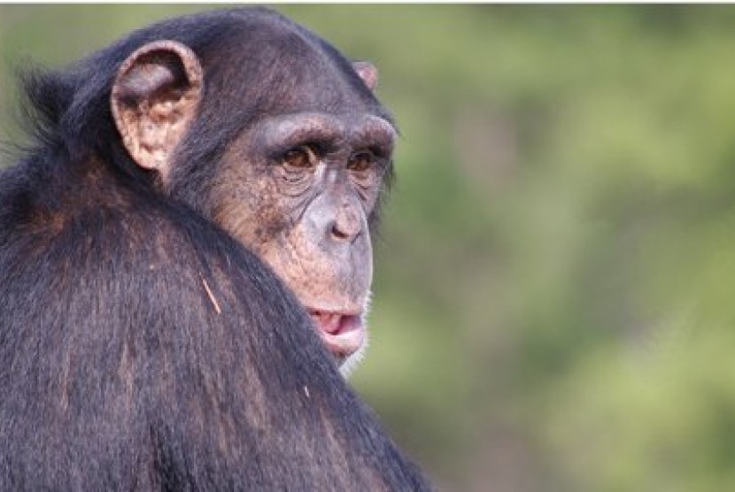 Simpanse (ilustrasi)