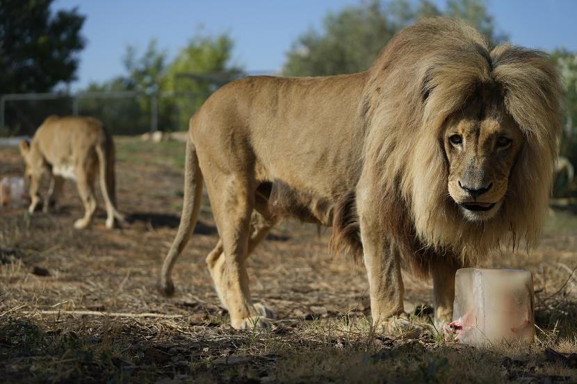 Singa Angola berusia 15 tahun menjilat es sebelum menggerogoti potongan daging. 