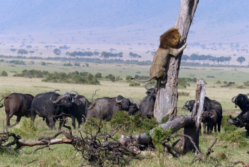 Singa ketakutan di atas pohon karena dikejar kawanan kerbau di Cagar Alam Maasai Mara, Kenya.