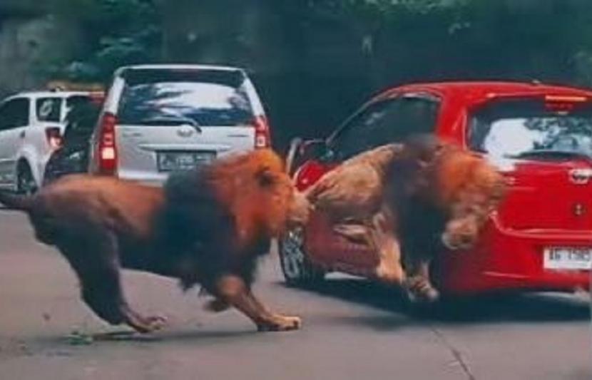 Singa menabrak bagian belakang mobil pengunjung Taman Safari Indonesia II Jawa Timur.