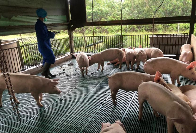 Singapura Siap Buka Impor Karkas Babi dari Pulau Bulan